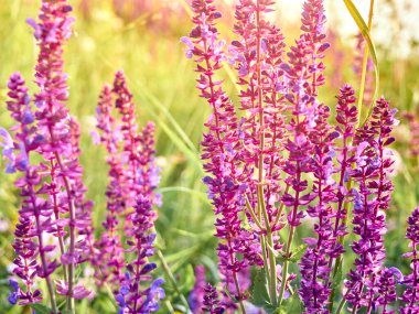 Mor adaçayı çiçekleri yaz çayırlarında açar..