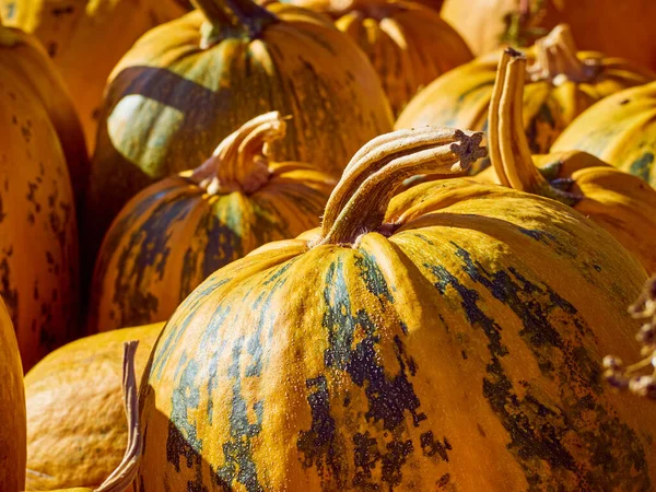 Orange Höstpumpor Gården — Stockfoto