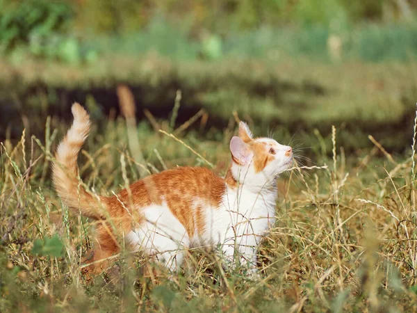 Kitten Playing Grass — Stock Photo, Image