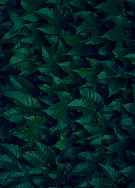 Hintergrund Der Dunkelgrünen Blätter — Stockfoto