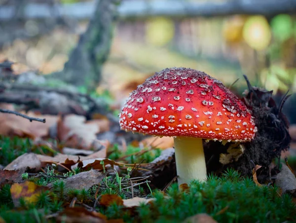 Flugagarisk Höstskogen — Stockfoto