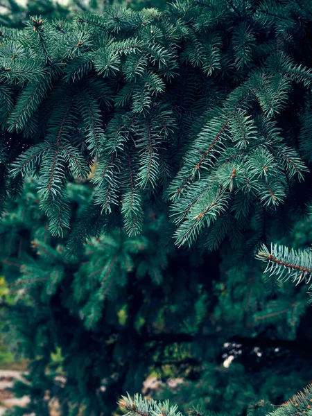 Pozadí Větví Vánočních Stromků — Stock fotografie