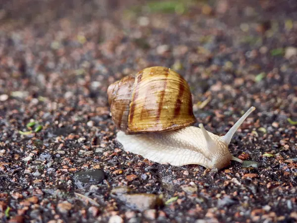 Powolny Ślimak Winogronowy Czołga Się Asfalcie Parku — Zdjęcie stockowe