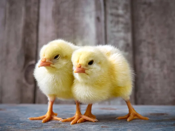 Piccoli Pulcini Gialli Carino — Foto Stock