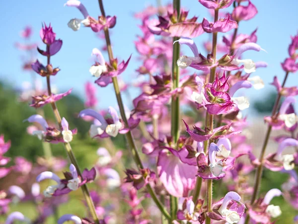 Blommande Salvia Skladd Trädgården — Stockfoto