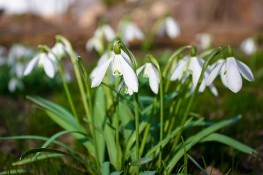 İlkbaharda açan kar damlaları.