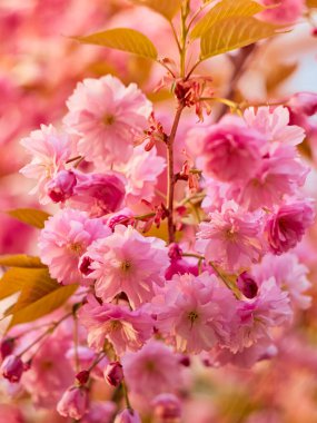 Parkta çiçek açan sakura.