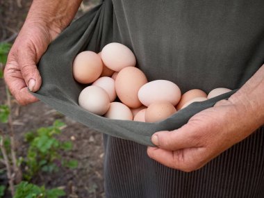 Taze organik yumurta tutan çiftçi.