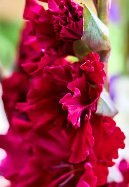 Red Flower Gladiolus Garden — Stock Photo, Image