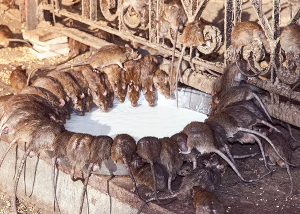 Κόκκινοι Αρουραίοι Πίνουν Γάλα Στο Ναό Shri Karni Της Ινδίας — Φωτογραφία Αρχείου
