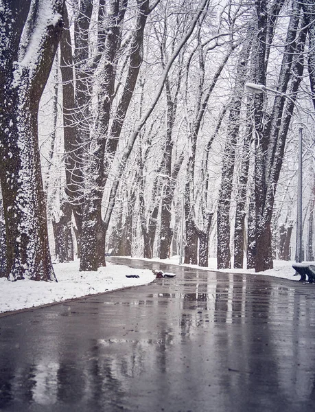 Снежный Зимний Парк Слякотью Дорожке — стоковое фото