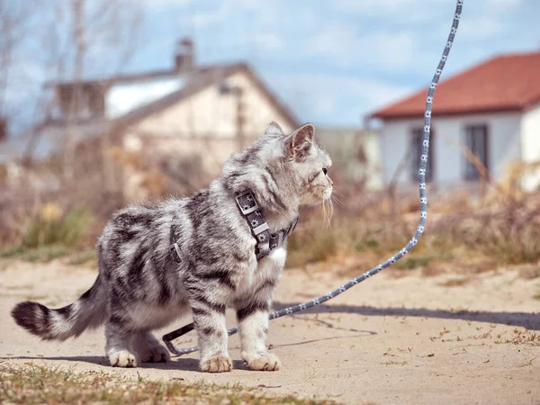 Gatito Caminando Con Una Correa — Foto de Stock