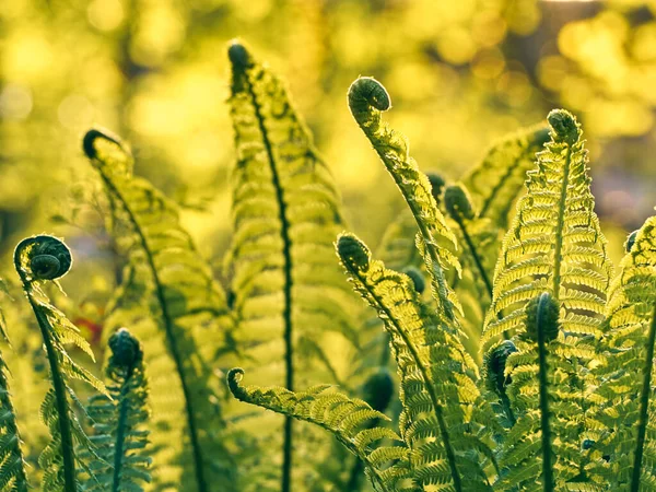 Helecho Verde Joven Bosque — Foto de Stock