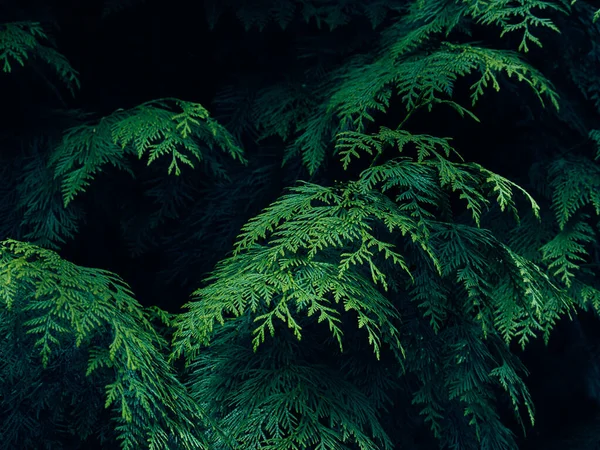두더지 가지들의 — 스톡 사진