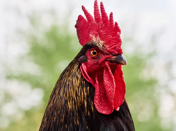 Gallo Uno Sfondo Naturale — Foto Stock