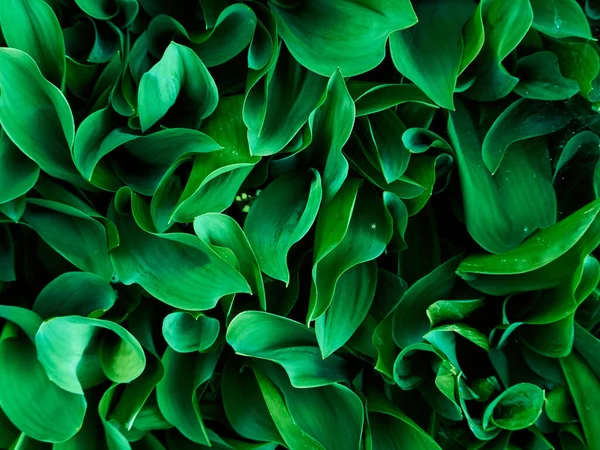 Pozadí Tmavě Zelených Listů — Stock fotografie