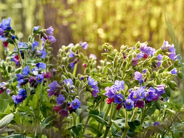 Fleurs Lungwort Dans Forêt — Photo