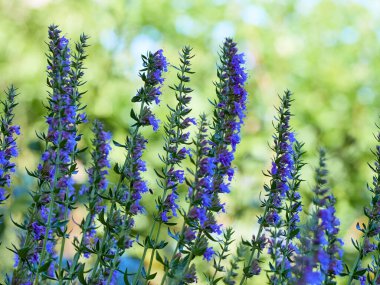 Hyssop 'un mor çiçekleri (hyssopus officinalis)