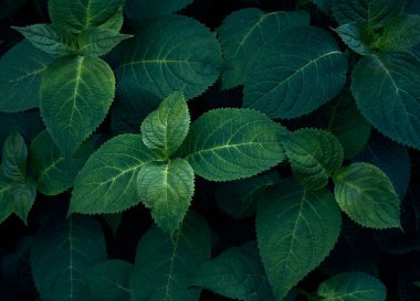 Koyu yeşil yaprakların arka planı.