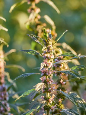 Çiçek açan ana kurt dalları..