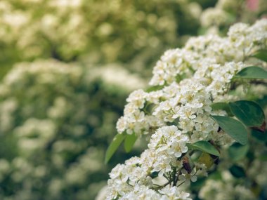 Beyaz çiçek dalları Crataegus monogyna.