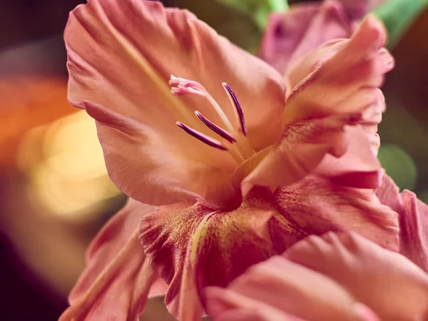 Brunröd Blomma Gladiolus Trädgården — Stockfoto