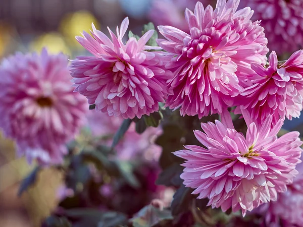 Chrysanthemum Flowers Bloom Garden — Stock Photo, Image
