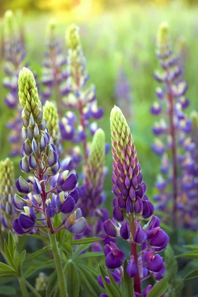 野原に紫色のルパンの花を咲かせます — ストック写真