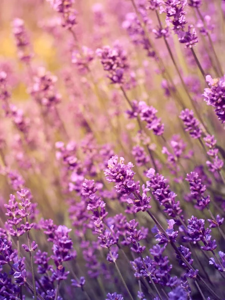 Мягкий Фокус Лавандовые Цветы — стоковое фото