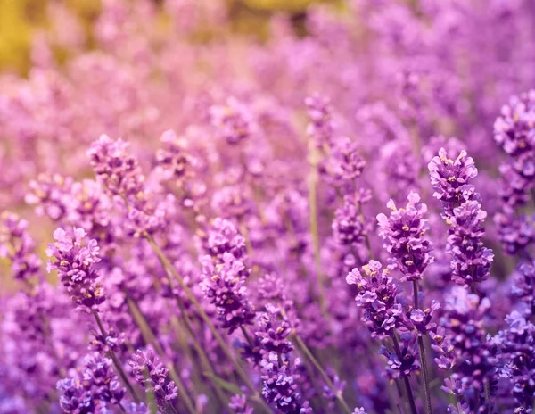 Morbido Focus Sui Fiori Lavanda — Foto Stock