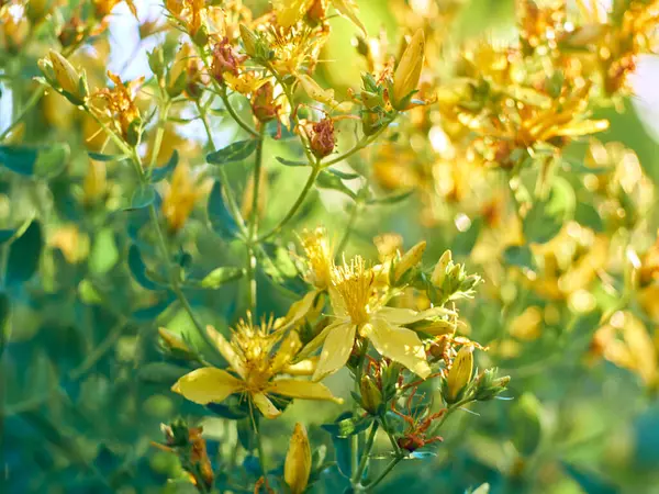 Flores Hipericum Prado — Foto de Stock