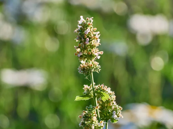 Catnip Nepeta Cataria Květiny Zahradě — Stock fotografie