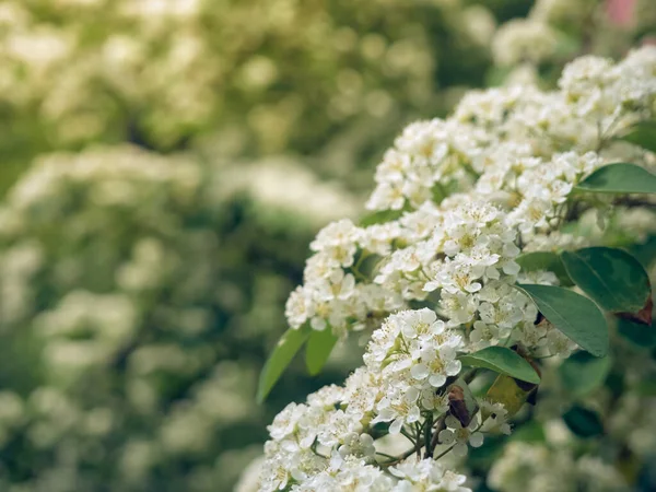 Branche Fleurs Blanches Crataegus Monogyna — Photo