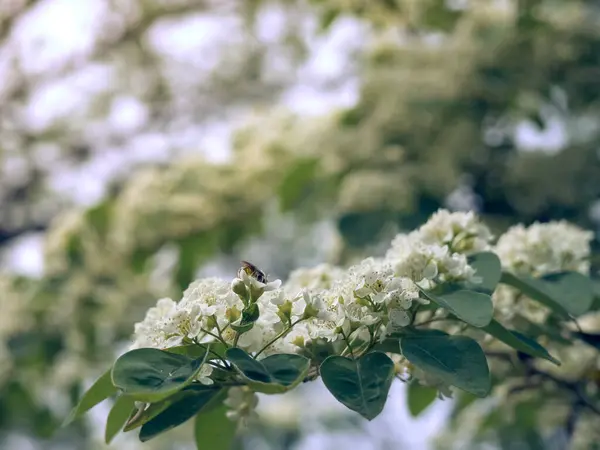 Branche Fleurs Blanches Crataegus Monogyna — Photo