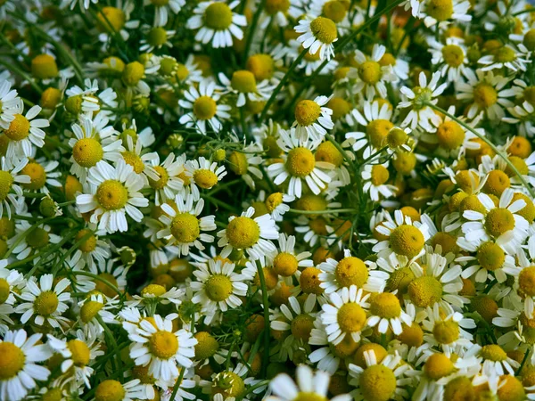 Świeże Lecznicze Kwiaty Rumianku Tle — Zdjęcie stockowe