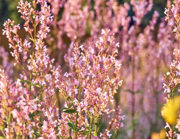 Prado Verano Con Hermosas Flores — Foto de Stock