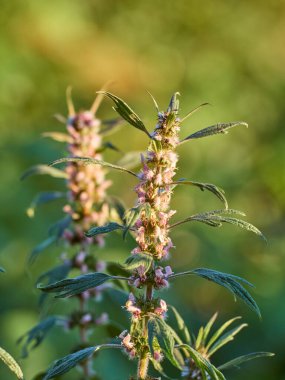 Çiçek açan ana kurt dalları..