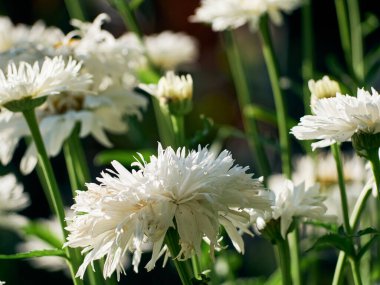 Çayırdaki papatya çiçekleri.