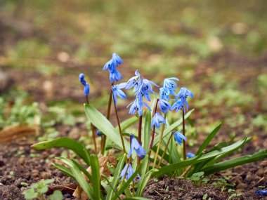 Mavi çiçekler Puschkinia Scilloides İlkbaharın başlarında çiçek açıyor.
