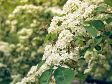 Beyaz çiçek dalları Crataegus monogyna.