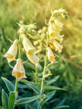 Büyük sarı yüksükotu ya da büyük çiçekli yüksükotu.