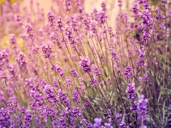 Lavendelbloemen Bloementuin — Stockfoto