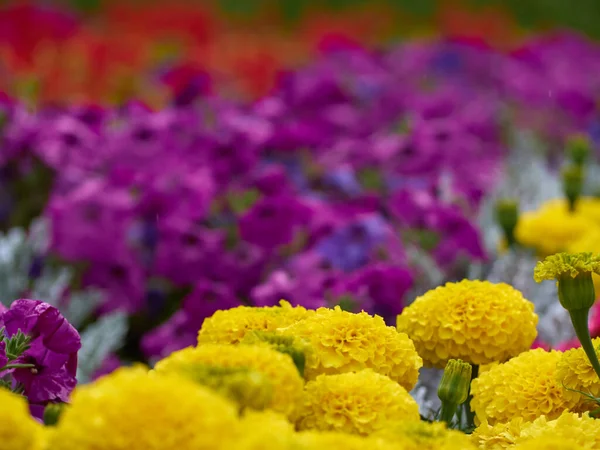 Cama Flores Con Flores Brillantes —  Fotos de Stock