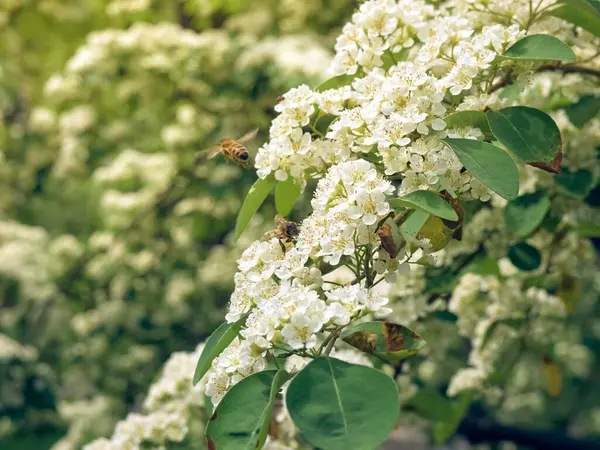 Branche Fleurs Blanches Crataegus Monogyna — Photo