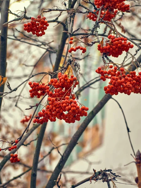 Yapraksız Bir Ağaçta Kırmızı Yaban Mersini — Stok fotoğraf