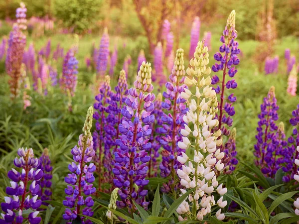 Paarse Lupine Bloemen Bloeit Het Veld — Stockfoto