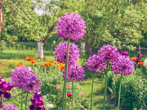 Bahçede Açan Mor Soğan Çiçekleri — Stok fotoğraf