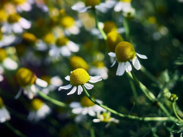 Kwiaty Rumianku Ogrodzie — Zdjęcie stockowe