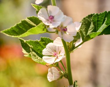 Vahşi çiçek bahçedeki Althaea ofisleri.
