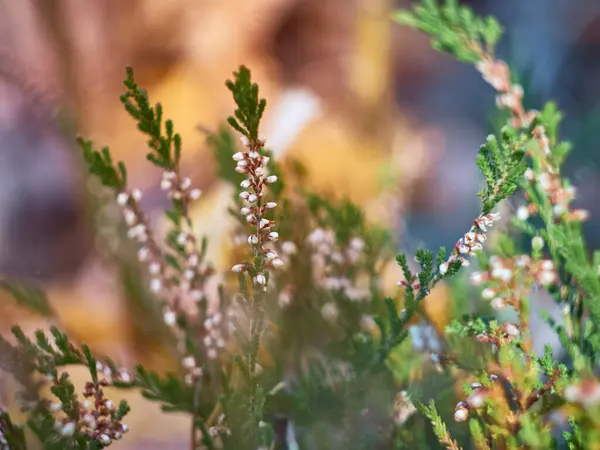 Ormanda çiçek açan yabani kenevir çiçekleri.
